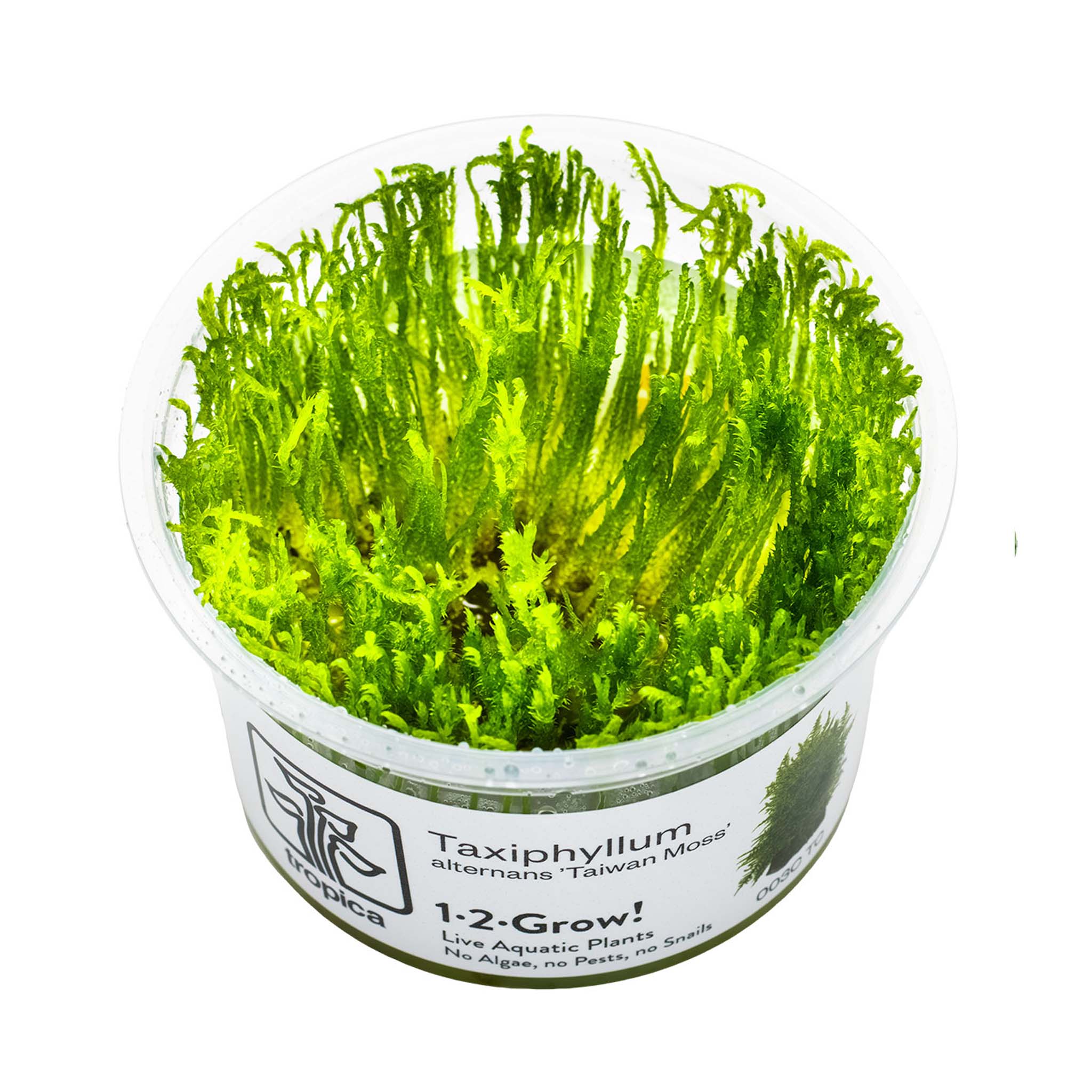 Taxiphyllum-alternans-TaiwanMoos-Wasserpflanzen
