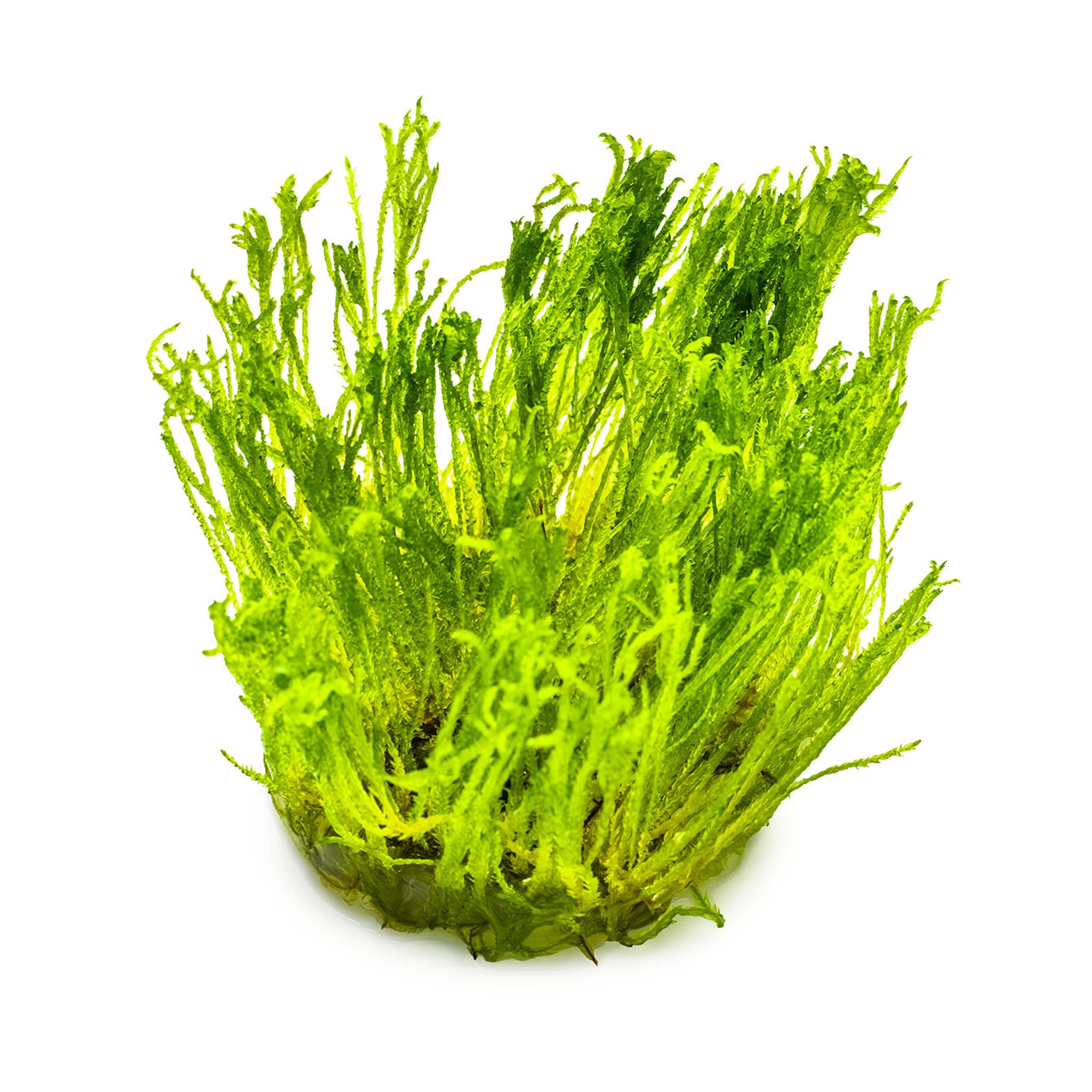 Taxiphyllum-alternans-TaiwanMoos-ohne_becher