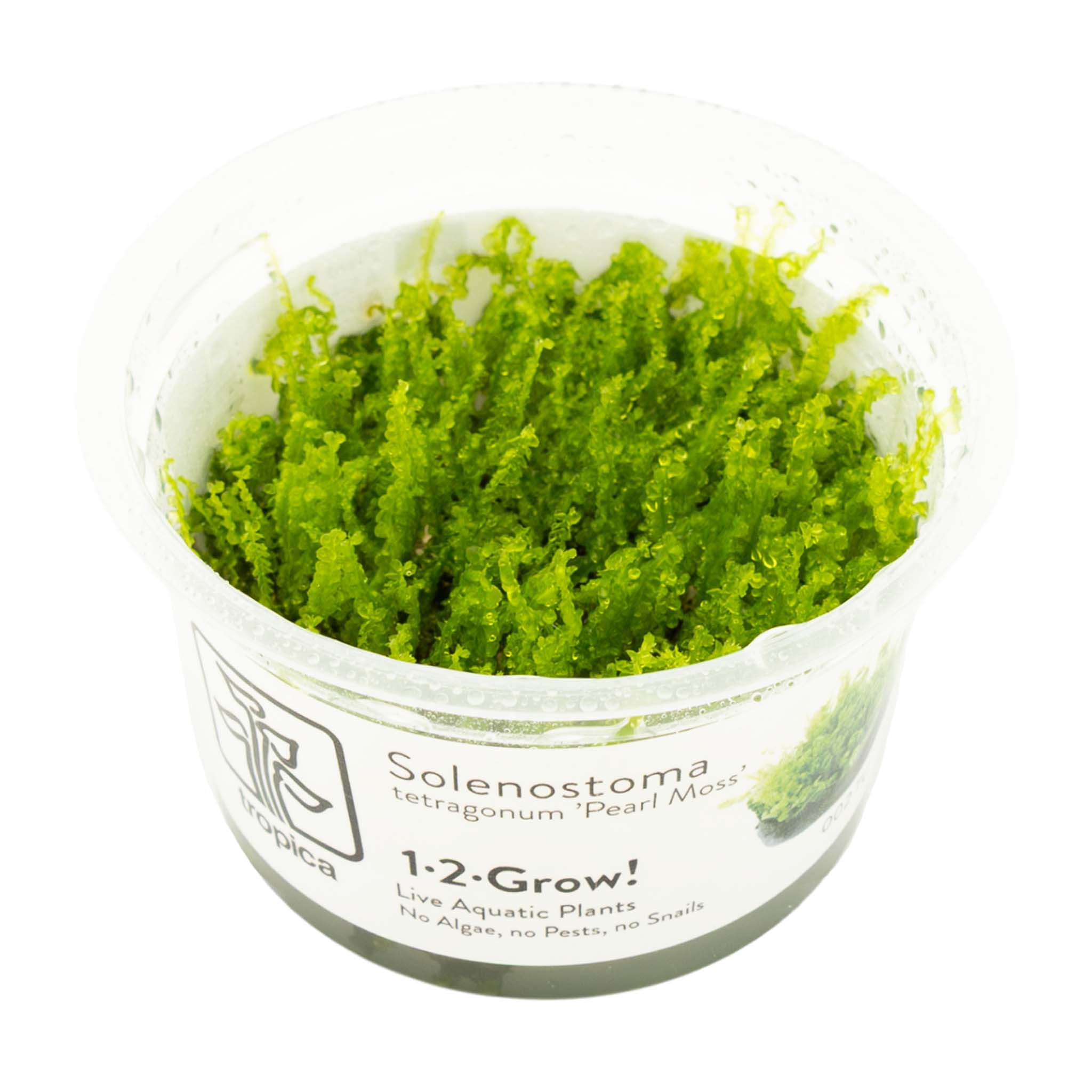 Solenostoma tetragonum 'Pearl Moss'