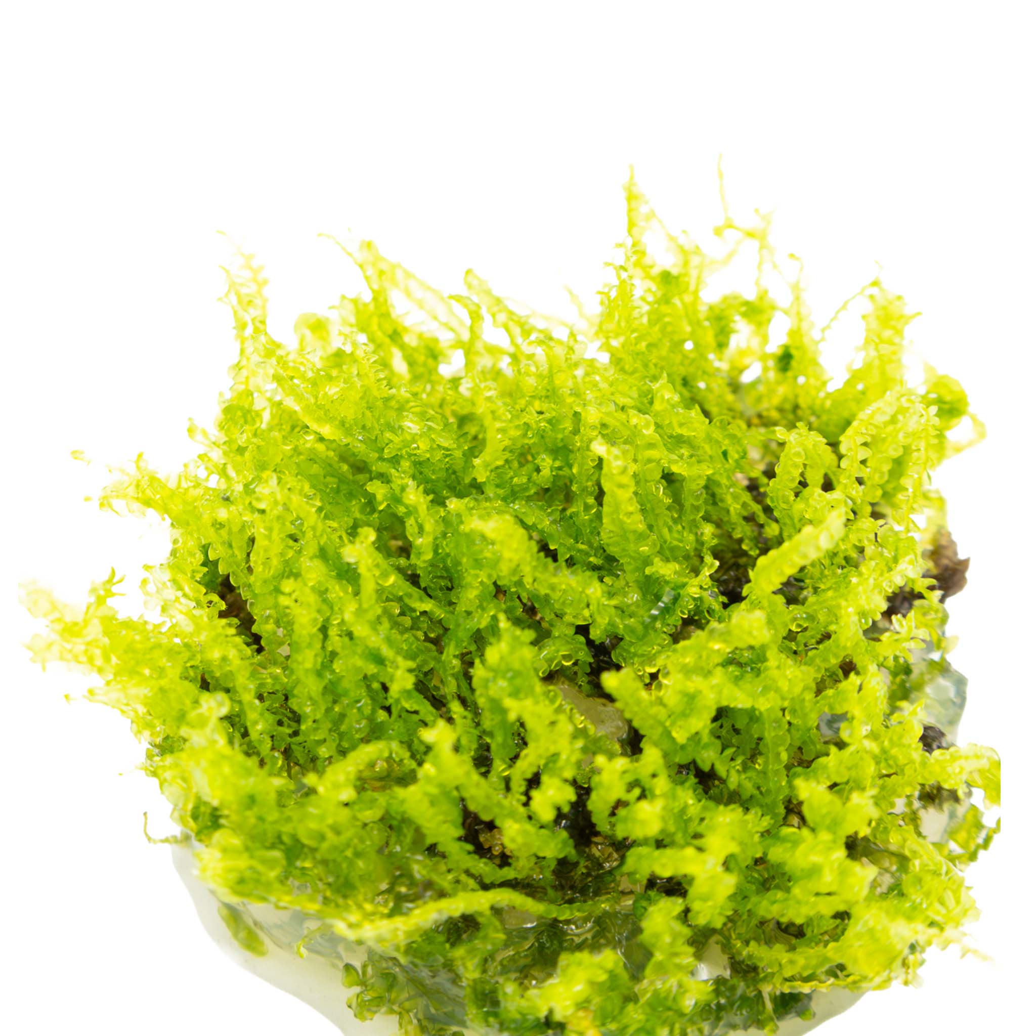Solenostoma tetragonum 'Pearl Moss'