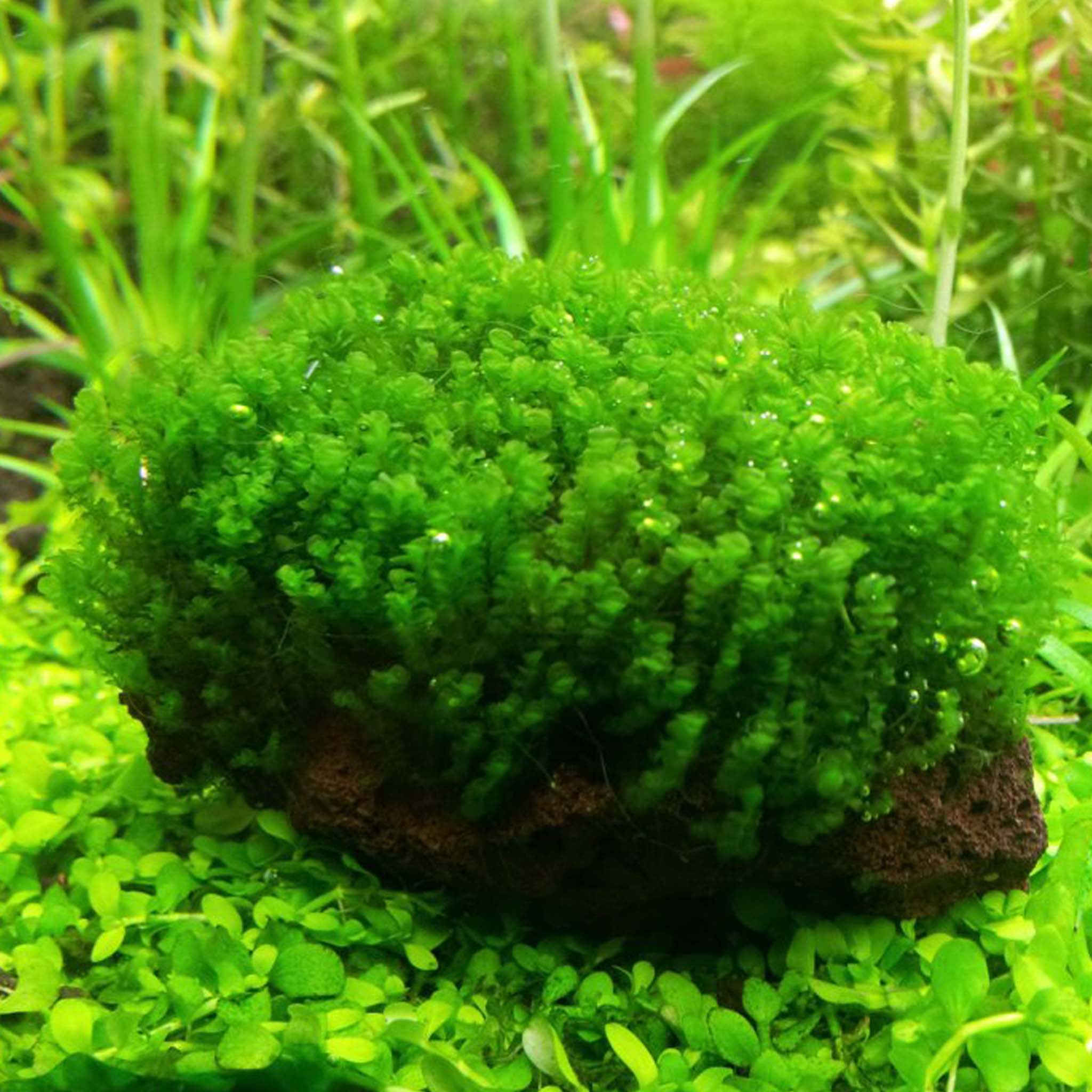 Solenostoma tetragonum 'Pearl Moss'