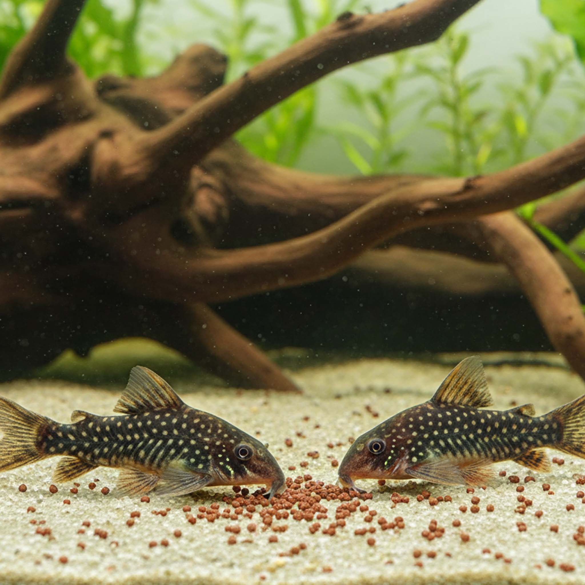 Corydoras Granulat