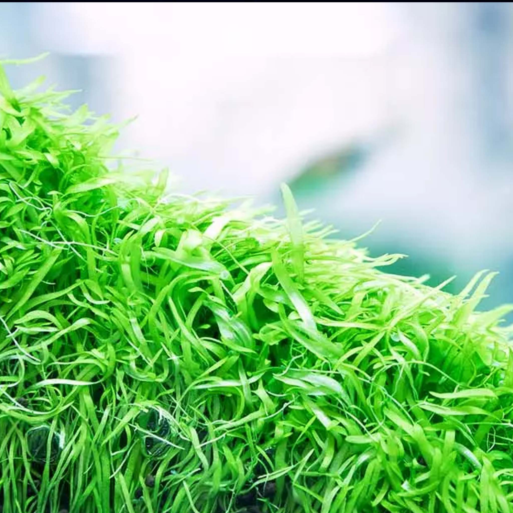 Utricularia-graminifolia-im-Aquarium