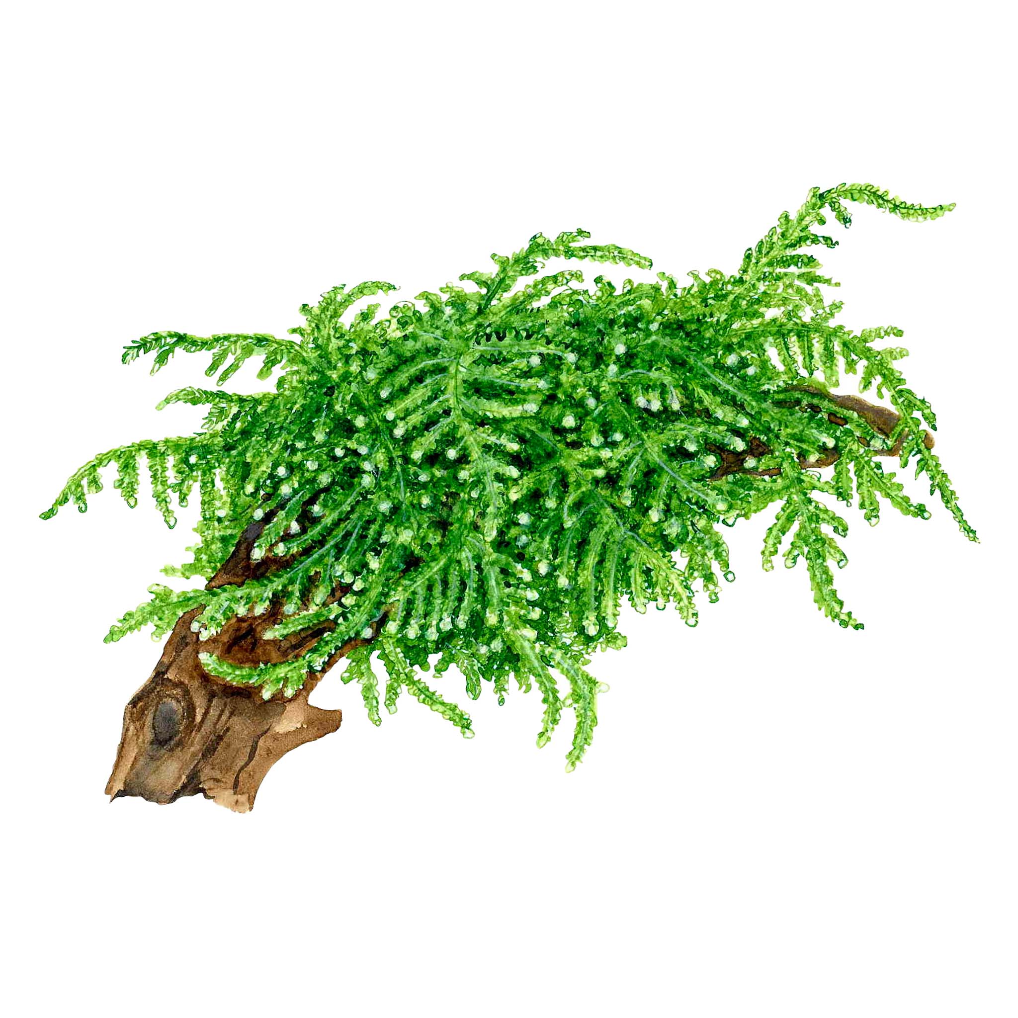 Vesicularia-ferriei-Weeping-Moos-Zeichnung_ab7e779b-5196-4a1b-8dbc-7babc42f98d7