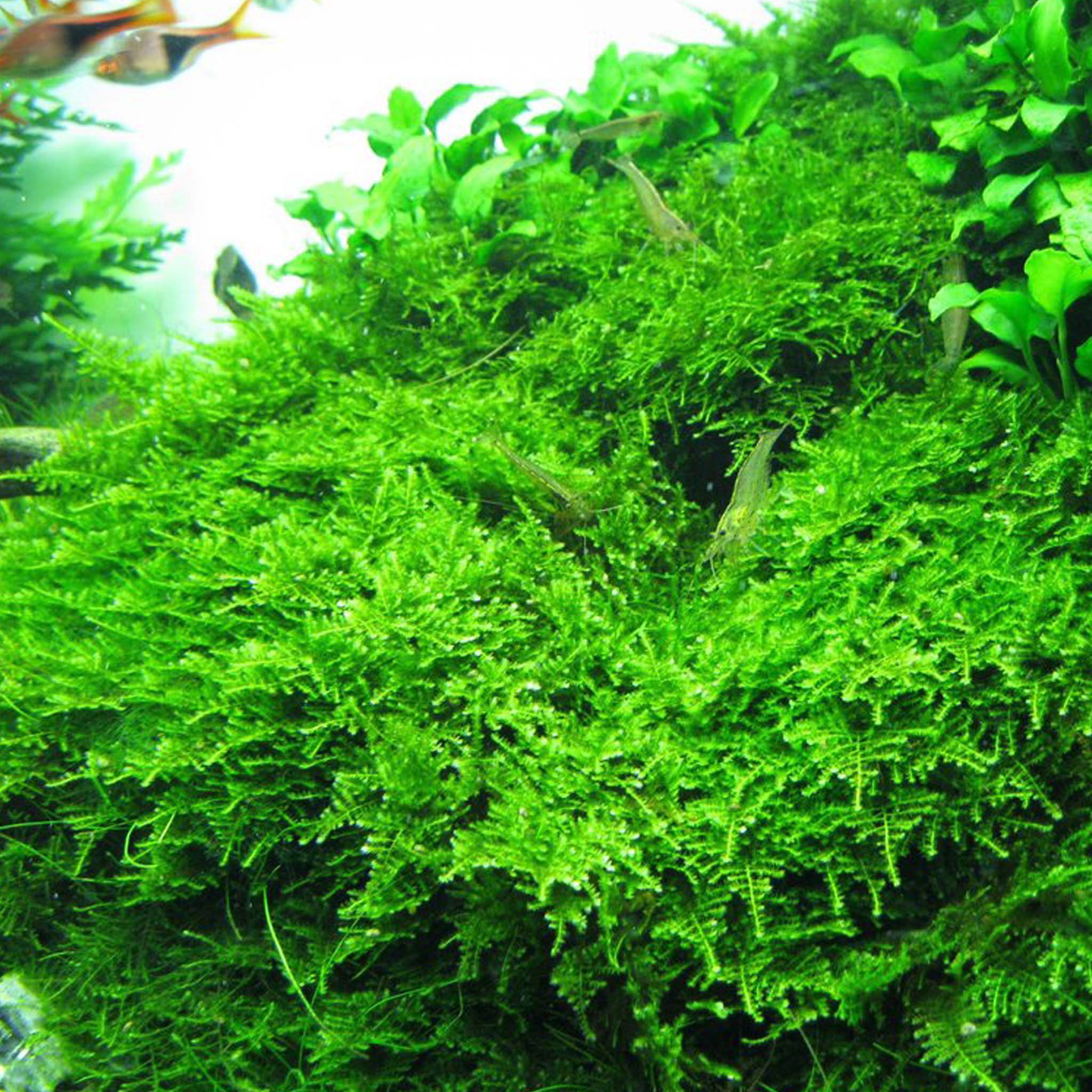 Vesicularia montagnei Christmas Moos