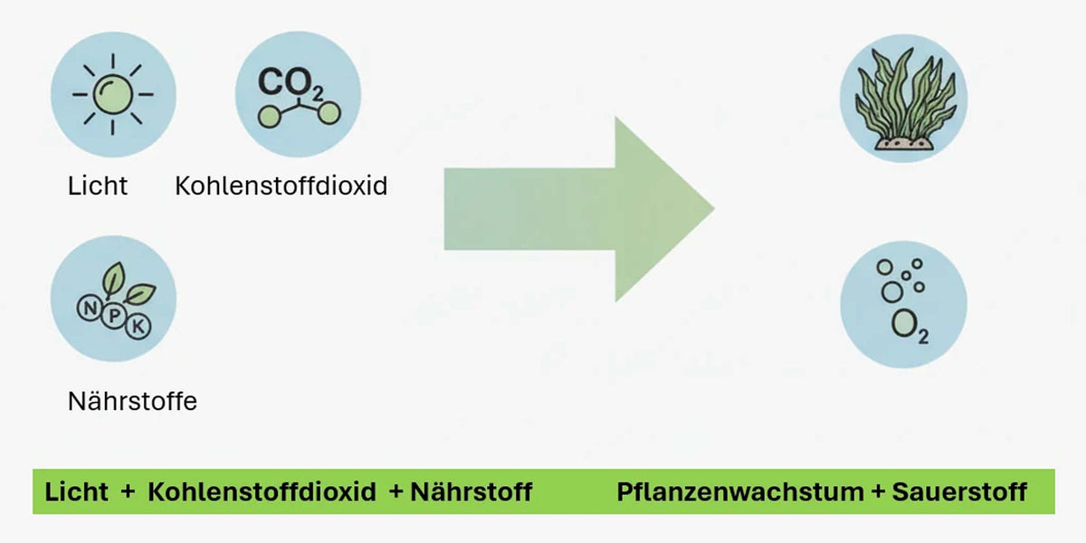 Schema der Photosynthese bei Aquarienpflanzen