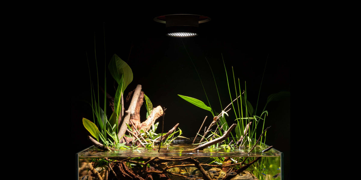 Ledstar Tyndall Spot über einem offenen Aquascape mit Wurzeln und emersen Pflanzen