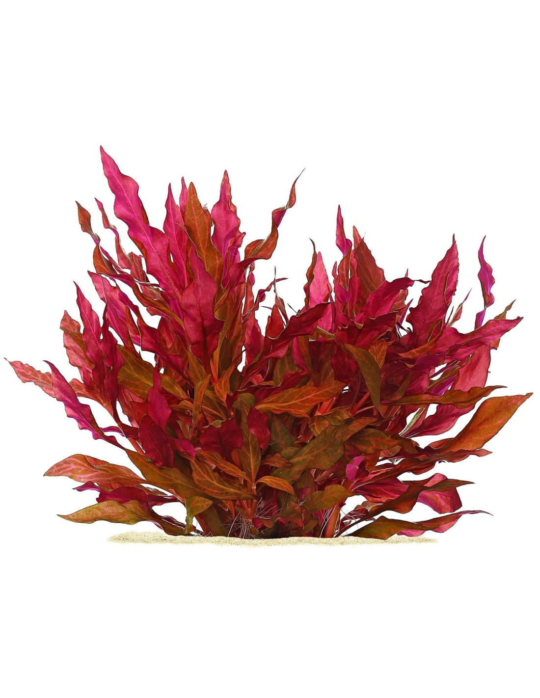 Alternanthera reineckii 'Rosanervig'
