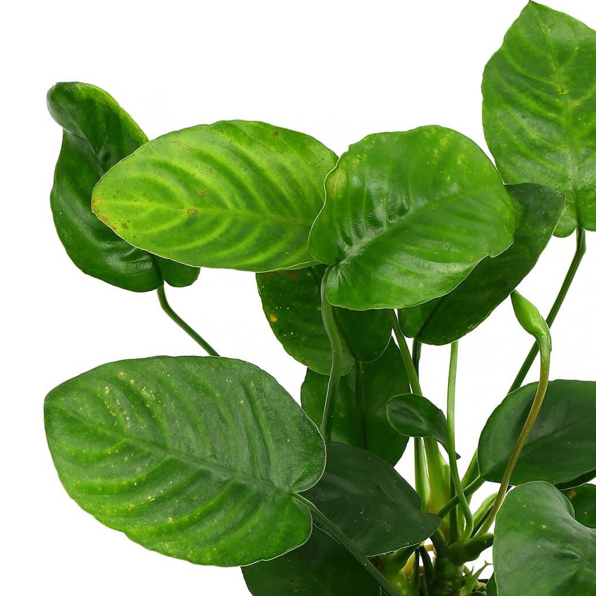 Anubias barteri 'Nana'