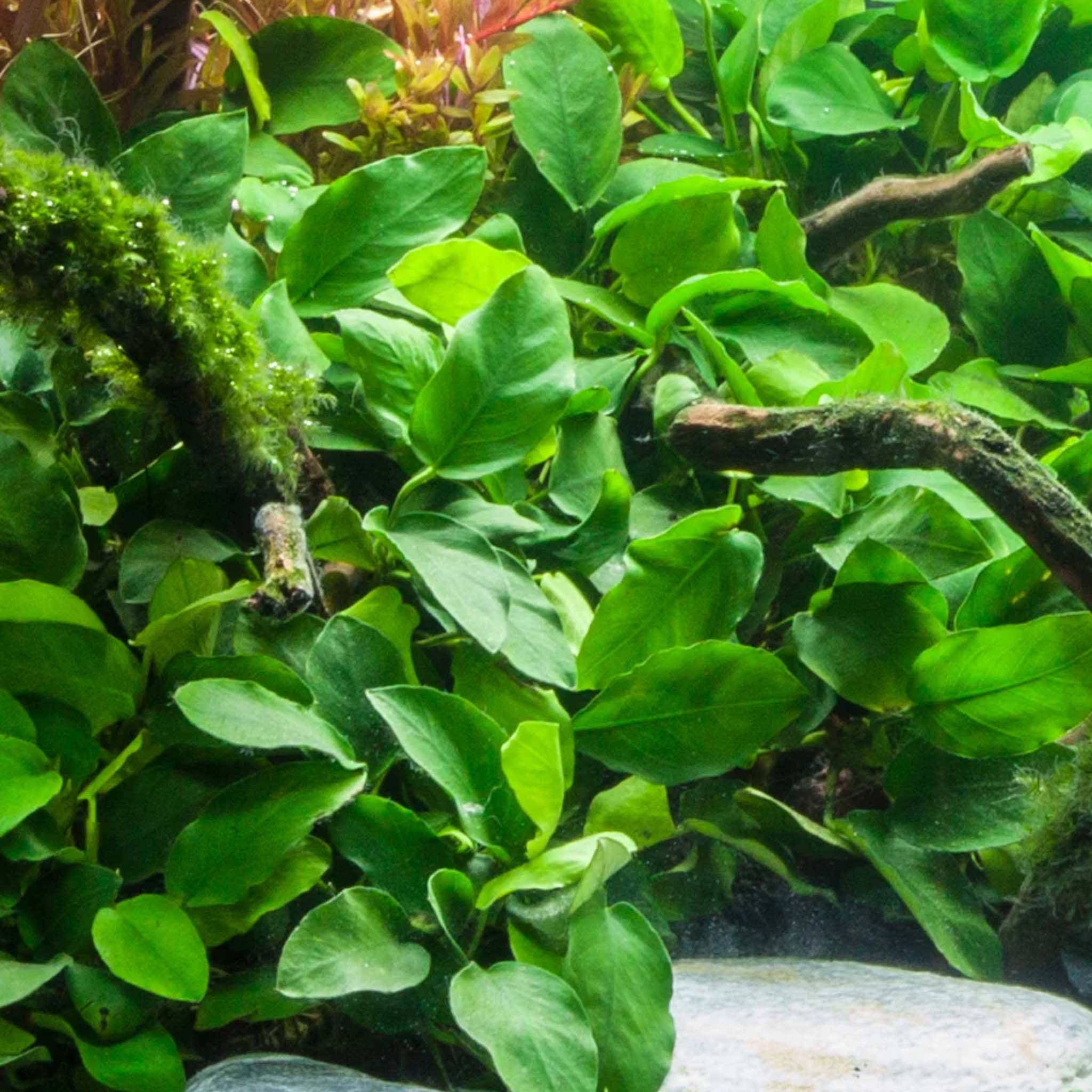 Anubias barteri 'Nana'