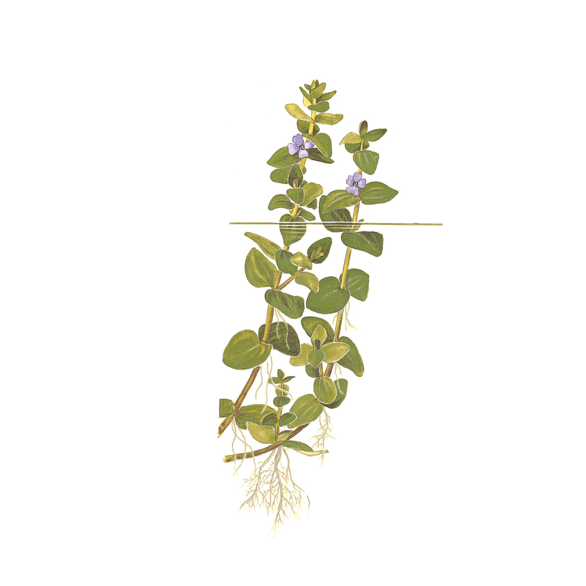 Bacopa Carolina Wasserpflanze