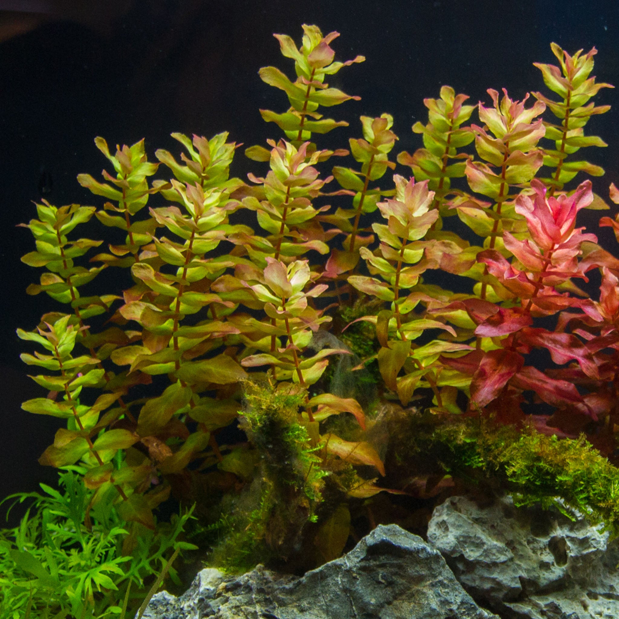 bacopa_caroliniana_im_Aquarium