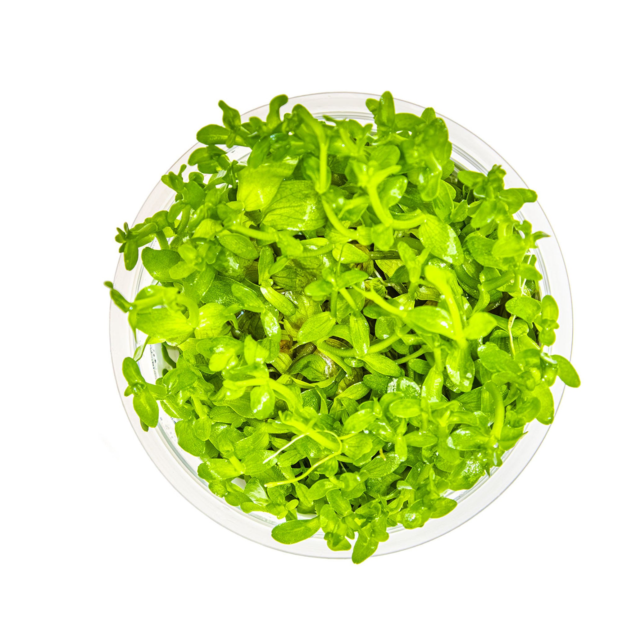 bacopa_caroliniana_von_oben