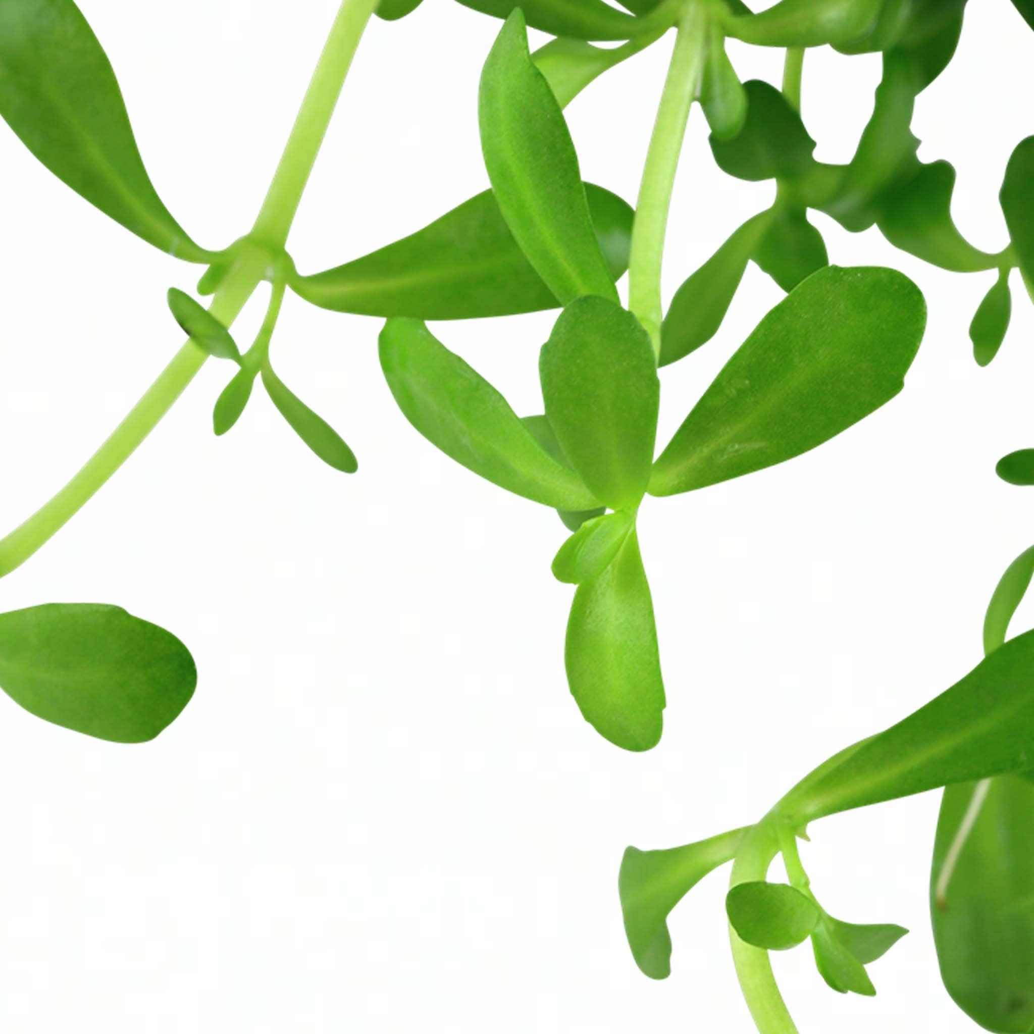 Bacopa monnieri 'Compact' Clip