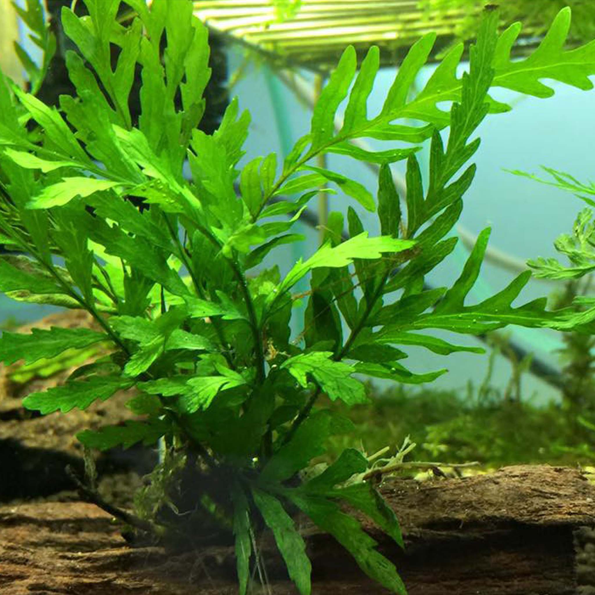 Bolbitis heudelotii Clip