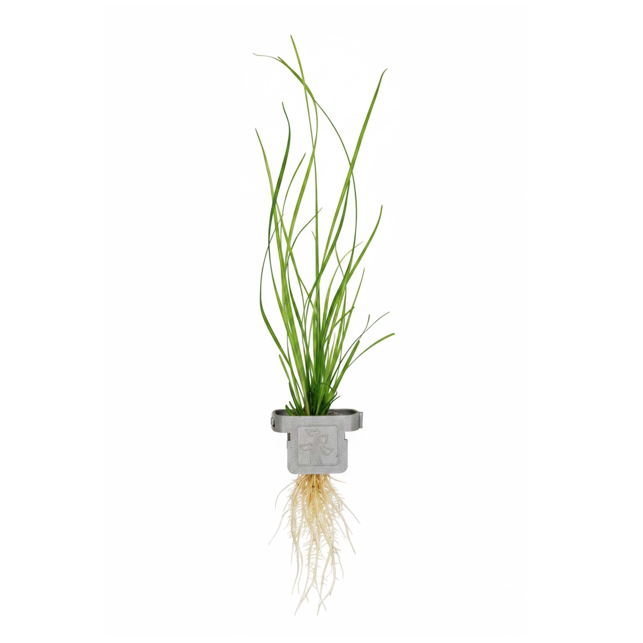 Cyperus helferi Clip