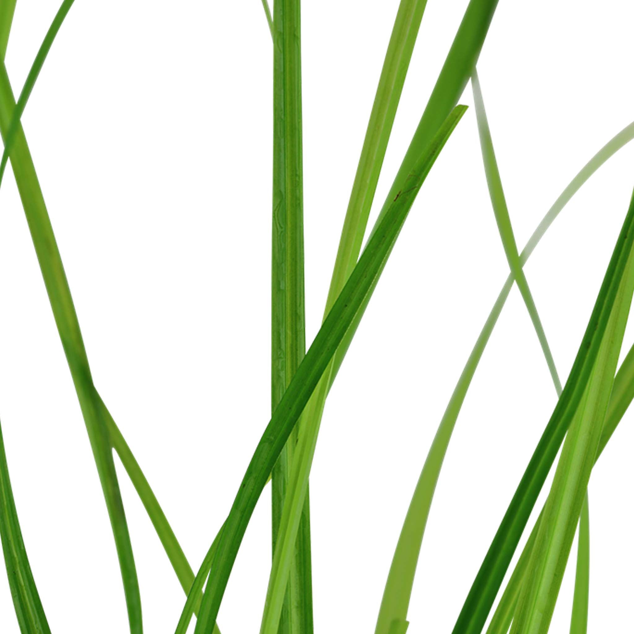 Cyperus helferi Clip