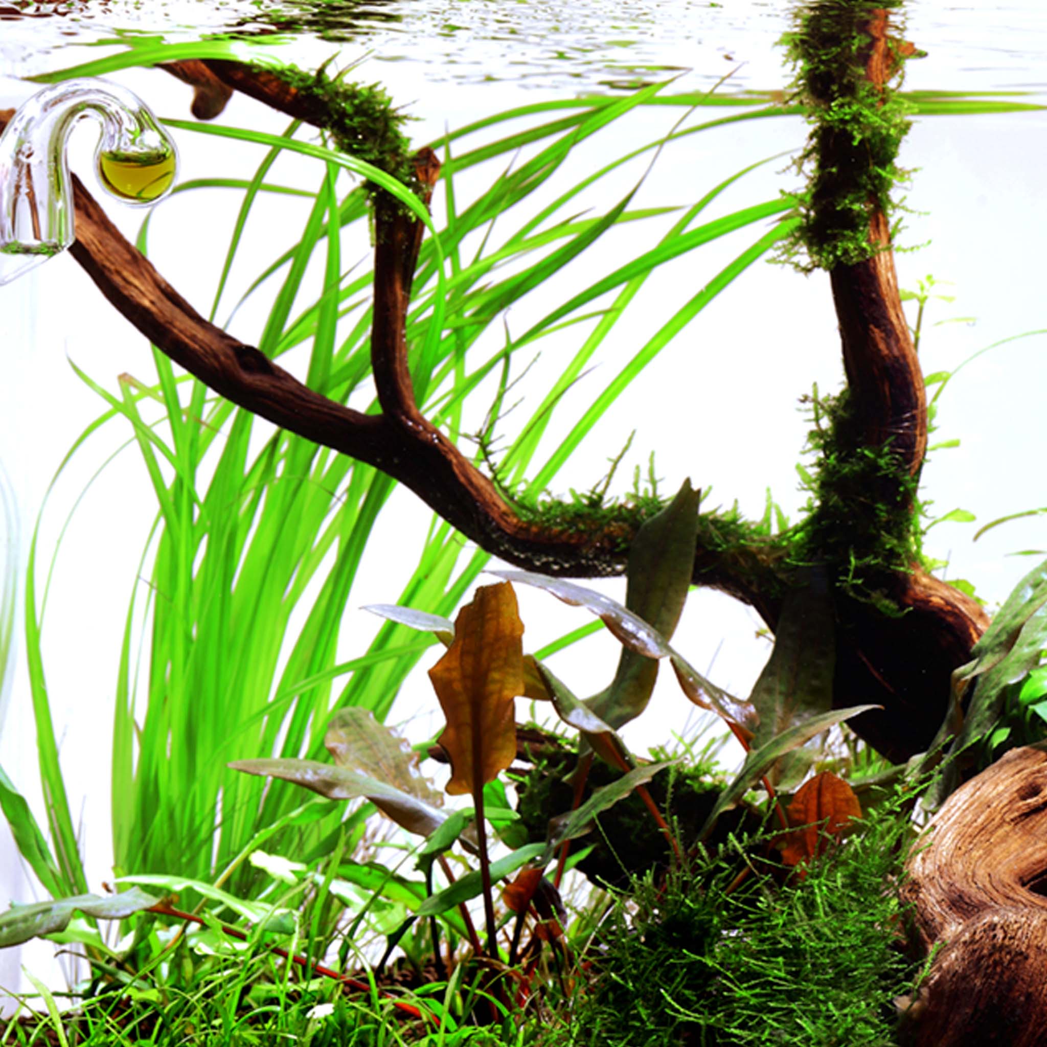 Cyperus helferi Clip