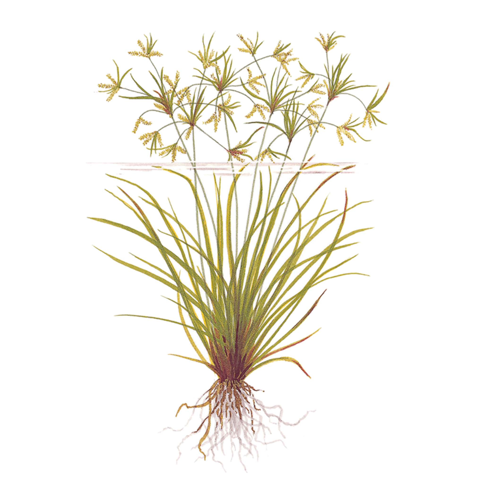 Cyperus helferi Clip