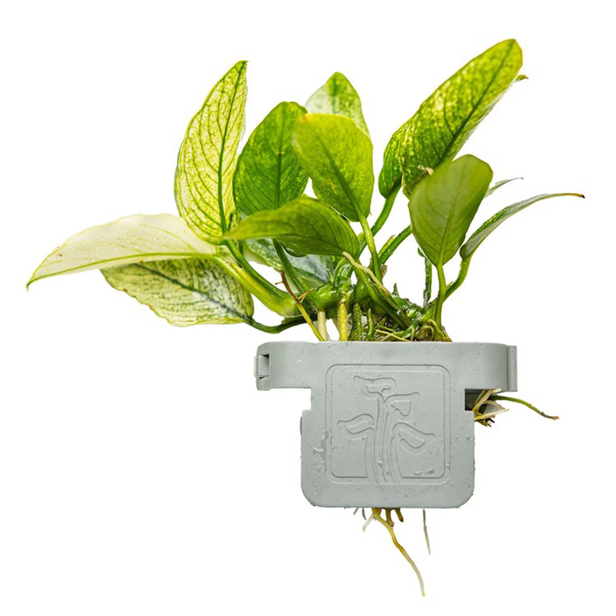 Anubias barteri var. nana ’Pinto’ Clip