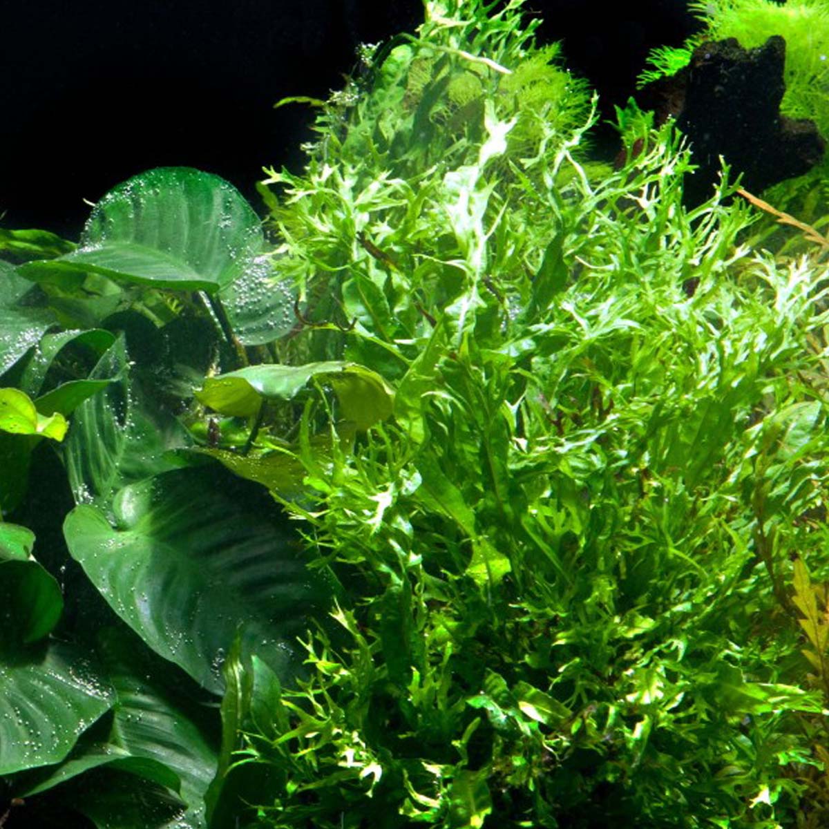 Microsorum pteropus 'Windeløv'