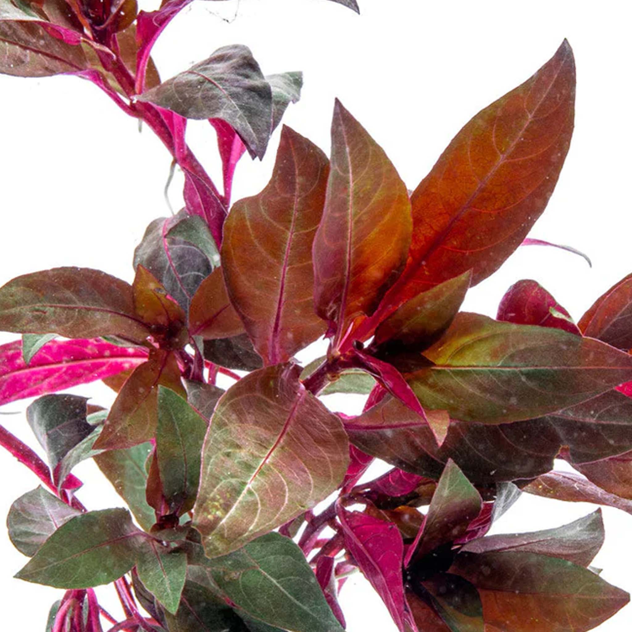 Alternanthera reineckii 'Pink'