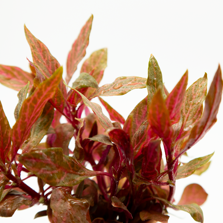 Alternanthera reineckii 'Rosanervig'