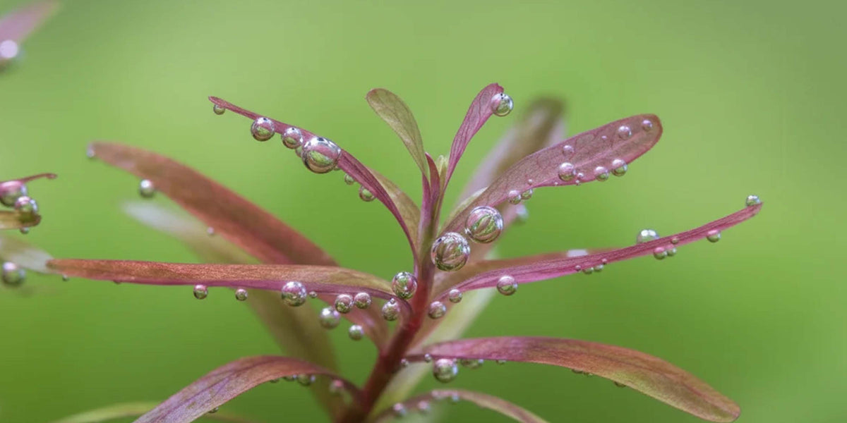 Rotala macrandra mit Sauerstoffbläschen durch Photosynthese